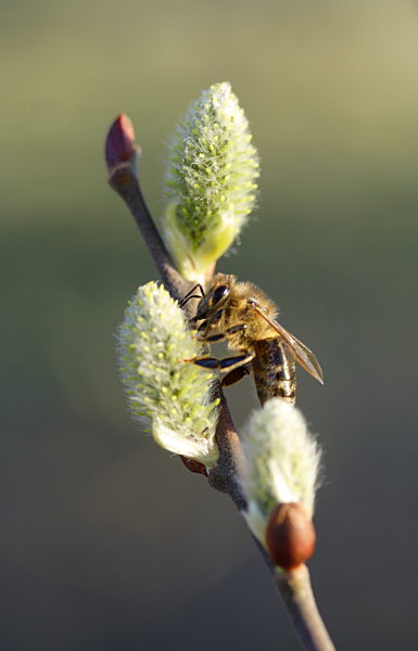 Salix caprea female catkins with honey bee (Apis mellifera)