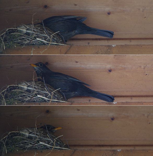 blackbird nest