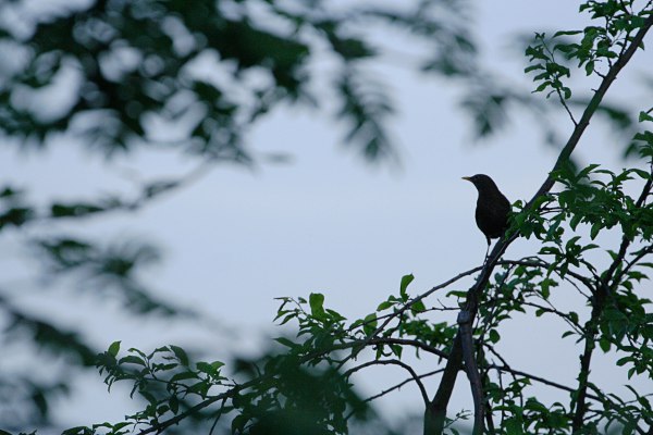 blackbird in a tree
