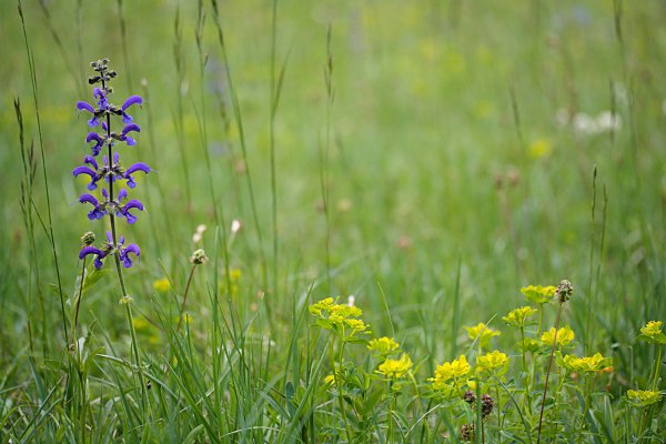 meadow sage (Salvia pratensis) and euphorbia