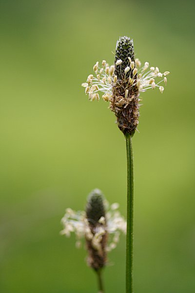 narrowleaf plantain (Plantago lanceolata)