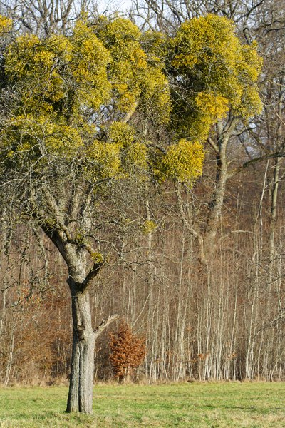 tree with mistletoe
