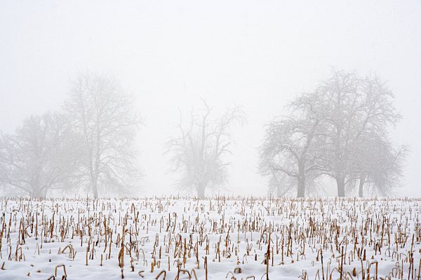 Felder mit Nebel und Schneefall