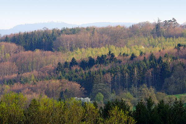 Schoenbich forest near Pliezhausen-Rbgarten