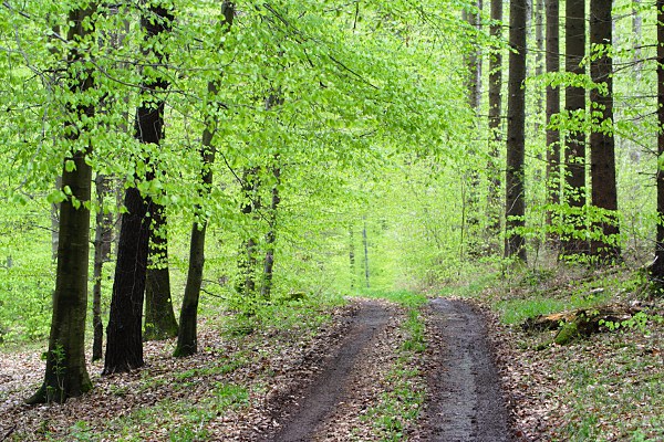 Waldweg im Frhjahr im Schnbuch