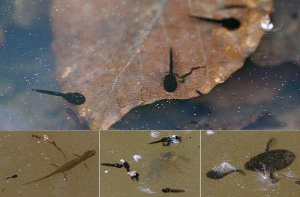 tadpoles, newts and diving beetle