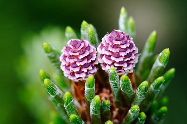 female pine cones