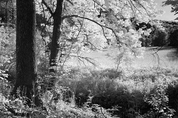 view of a glade in Schaich valley (infrared)