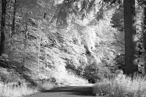 forest track (infrared)