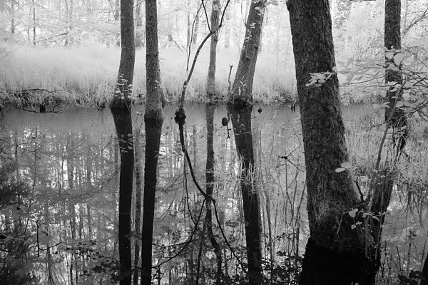 Baumstmme spiegeln sich im Wasser (Infrarot)