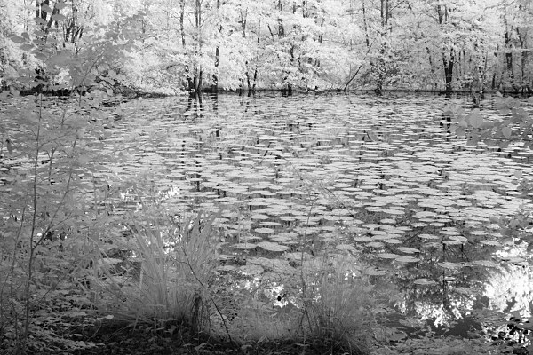 pond with water lily (infrared)