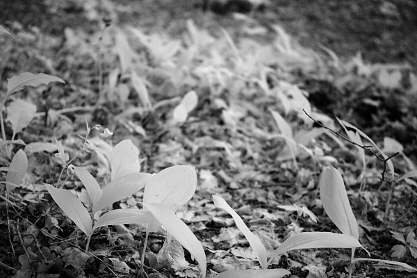 Lily of the Valley leaves (infrared)