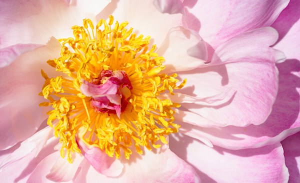 peony flower closeup