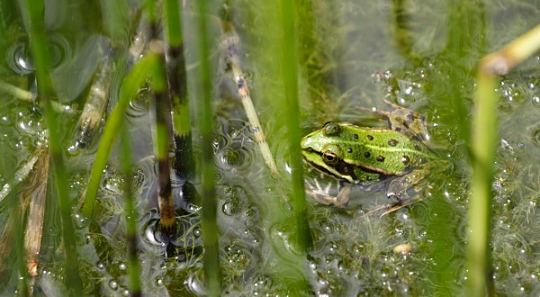 hidden frog