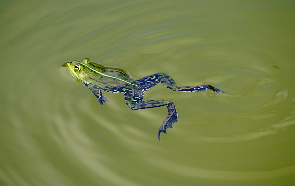 schwimmender Frosch