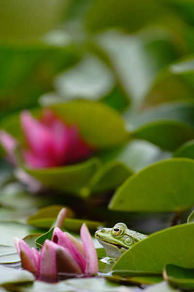 frog and water lily