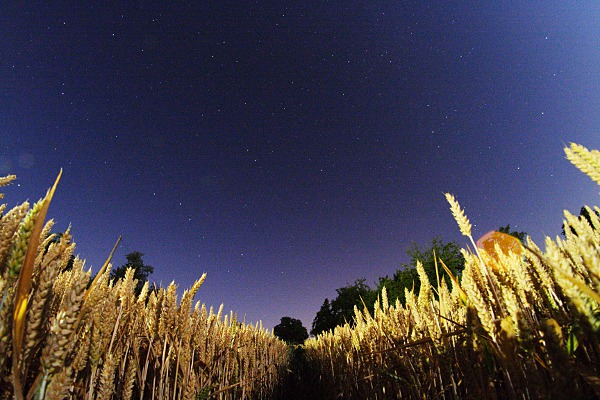 stars on the sky over a grainfield at night