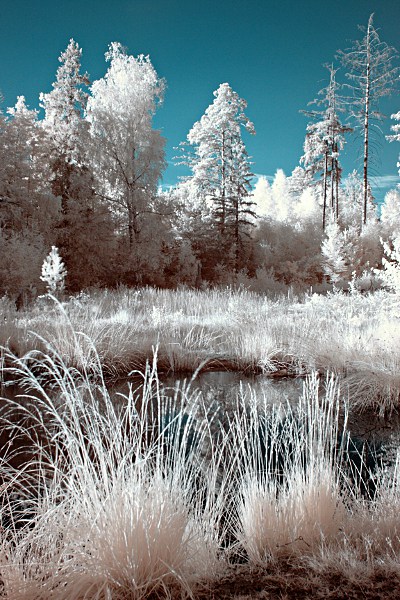infrared: Birkensee