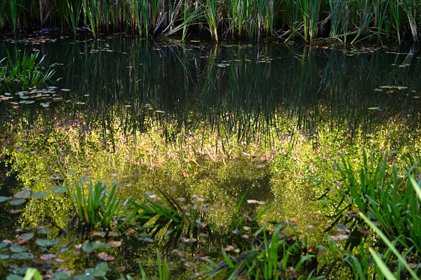 Reflektionen in einem Teich im Schaichtal, Schnbuch