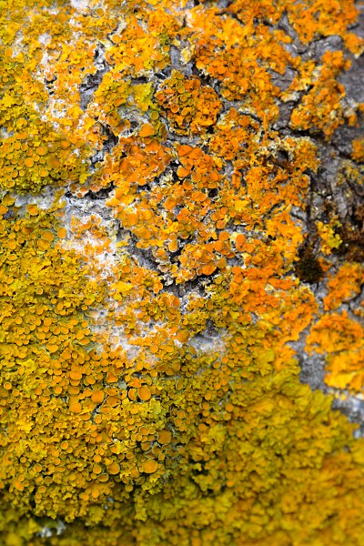 common orange lichen (Xanthoria parietina)