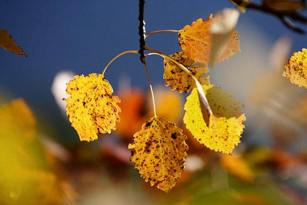 Herbstliche Zitterpappelbltter (Populus tremula)