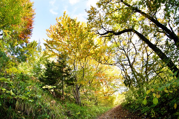 Herbstwald mit Waldweg, Fisheye Aufnahme