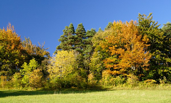 farbenfroher Waldrand im Herbst