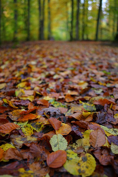 forest track in autumn with fallen leaves
