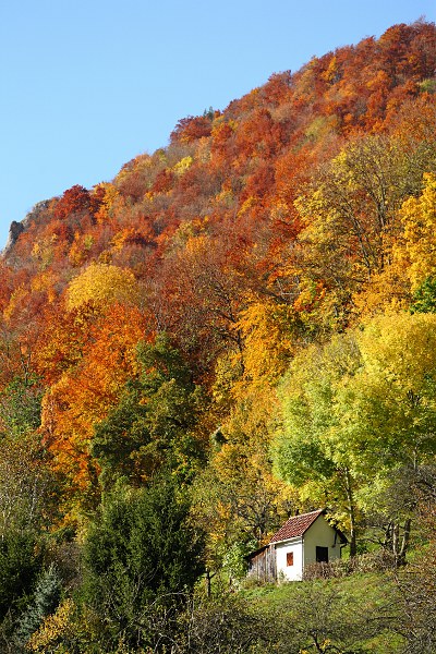 Farbenfroher Herbstwald am Albtrauf mit Htte