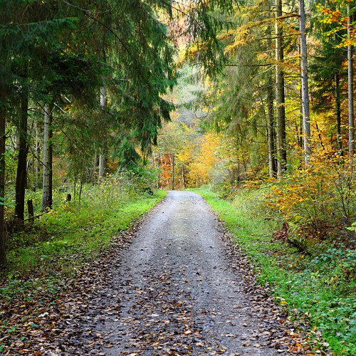 forest track in Schaich valley