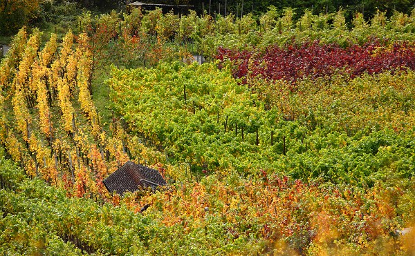 vineyard in autumn