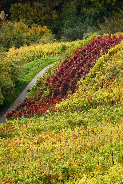 Weinberg im Herbst, Kapellenberg, Wurmlingen