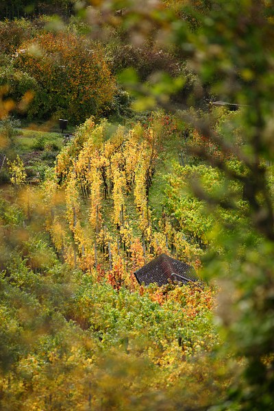 Weinberg im Herbst, Kapellenberg, Wurmlingen