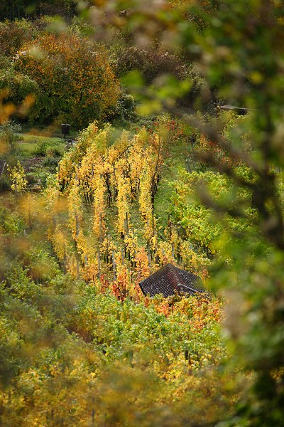 vineyard in autumn