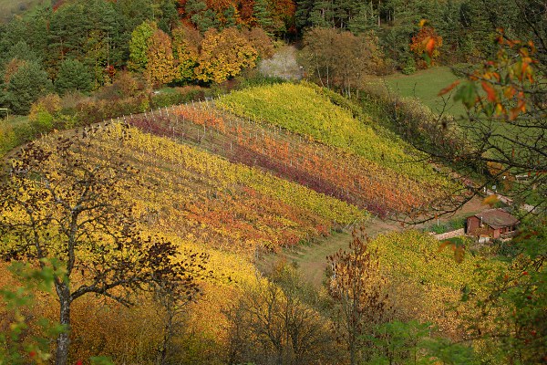 Weinberg im Herbst