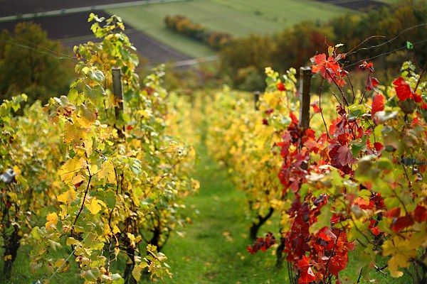 Weinberg im Herbst