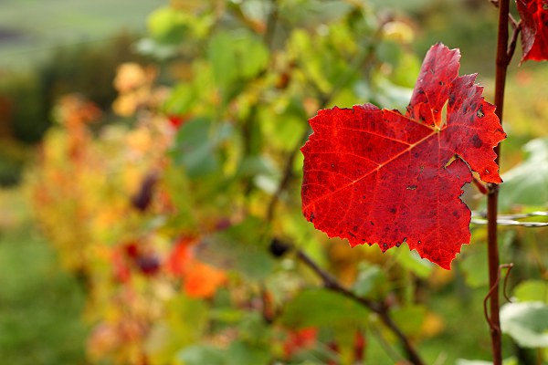 Weinberg im Herbst