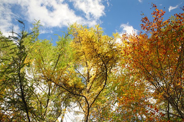 autumn in Schnbuch forest - colourful autumn foliage