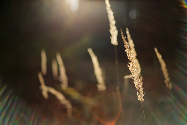 grasses in backlight in forest