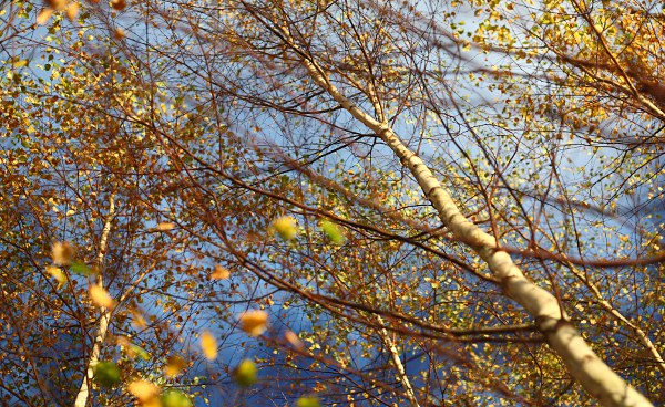 Birken-Herbstlaub mit selektiver Schrfe