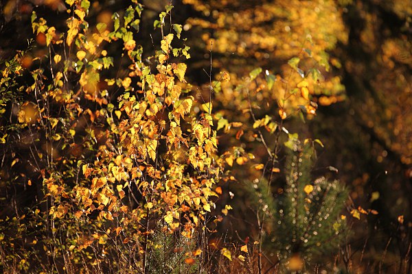 birch foliage in backlight