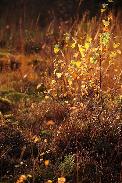 Birke mit Herbstlaub im Gegenlicht