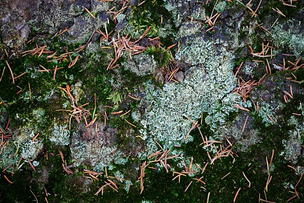 miniature landscape of lichen, moss and needles