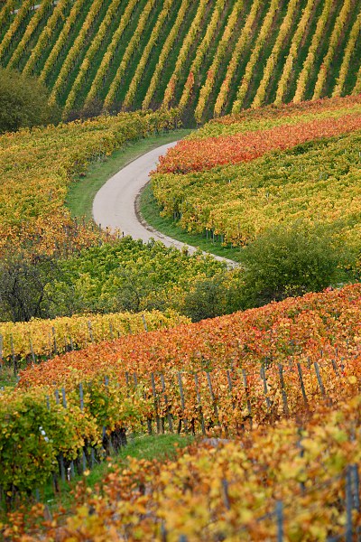 autumn colours in wineyard with a way