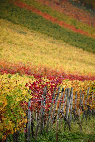 Weinpflanzen in Herbstfarben am Korber Kopf