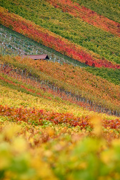 Korber Kopf wineyards in autumn