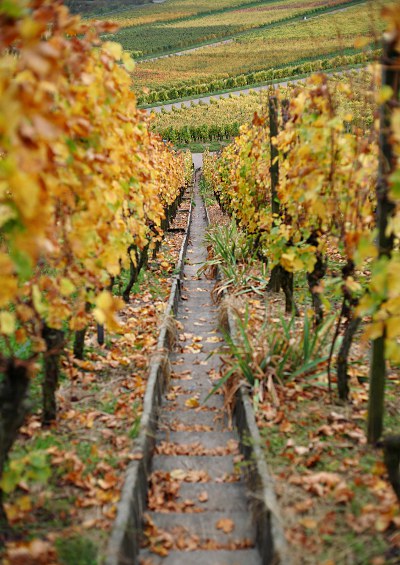 wineyard stairs in autumn, Korber Kopf, Korb