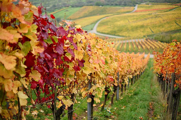 colourful vine foliage in autumn wineyard, Korber Kopf