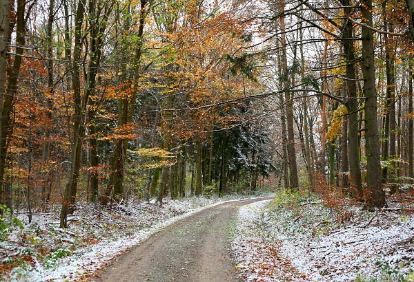 Waldweg im Schnbuch mit Schnee