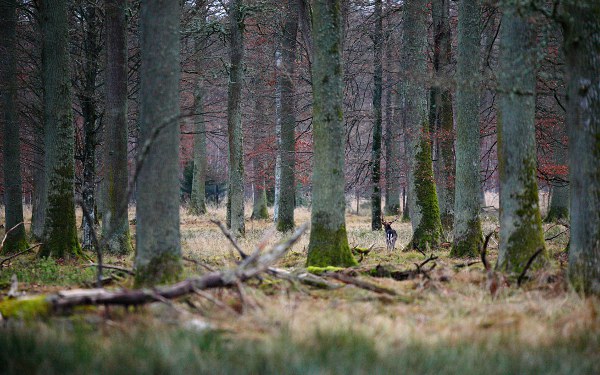 forest with fallow deer